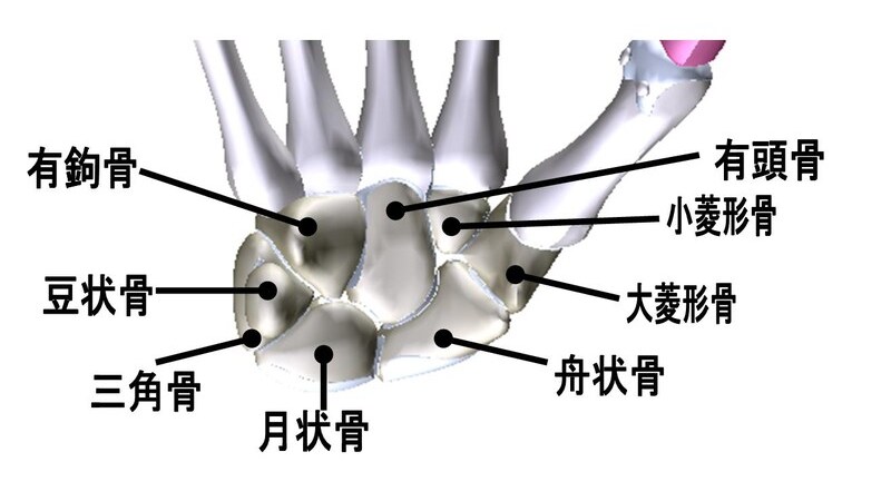 手 の 骨 名前