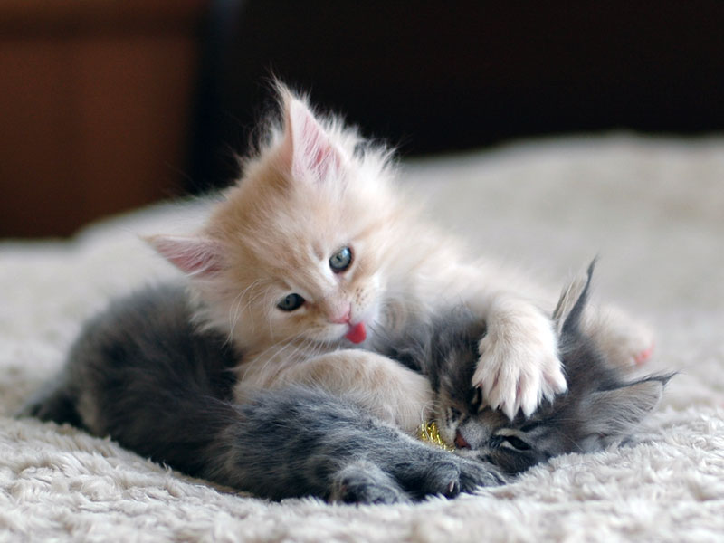 くっつきたがる子猫たち [猫] All About
