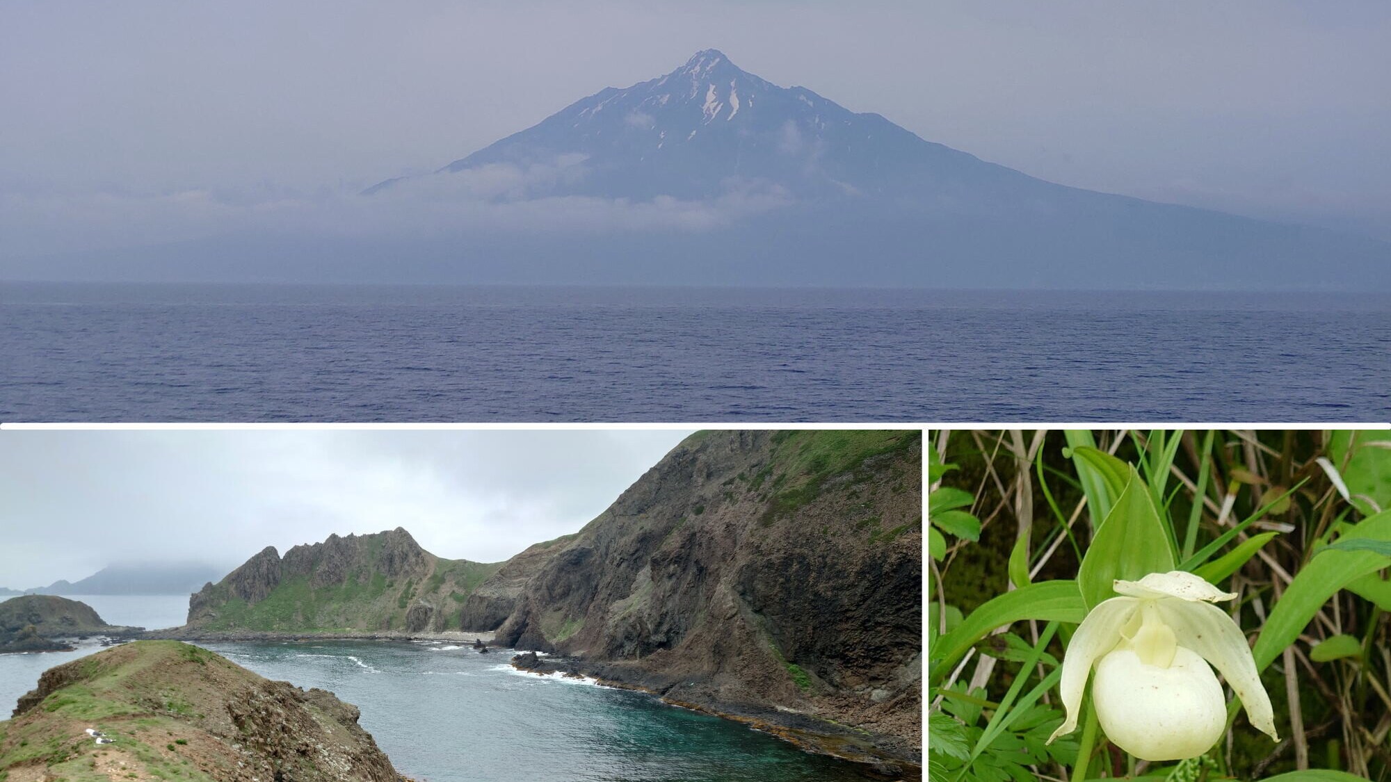 稚内からフェリーで2時間弱。さいはての花の島「利尻島」と「礼文島
