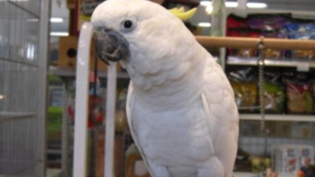 kiki　キバタン、ヨウム、ビセイインコ、セネガル、ウロコ topimg_original.jpeg?im=